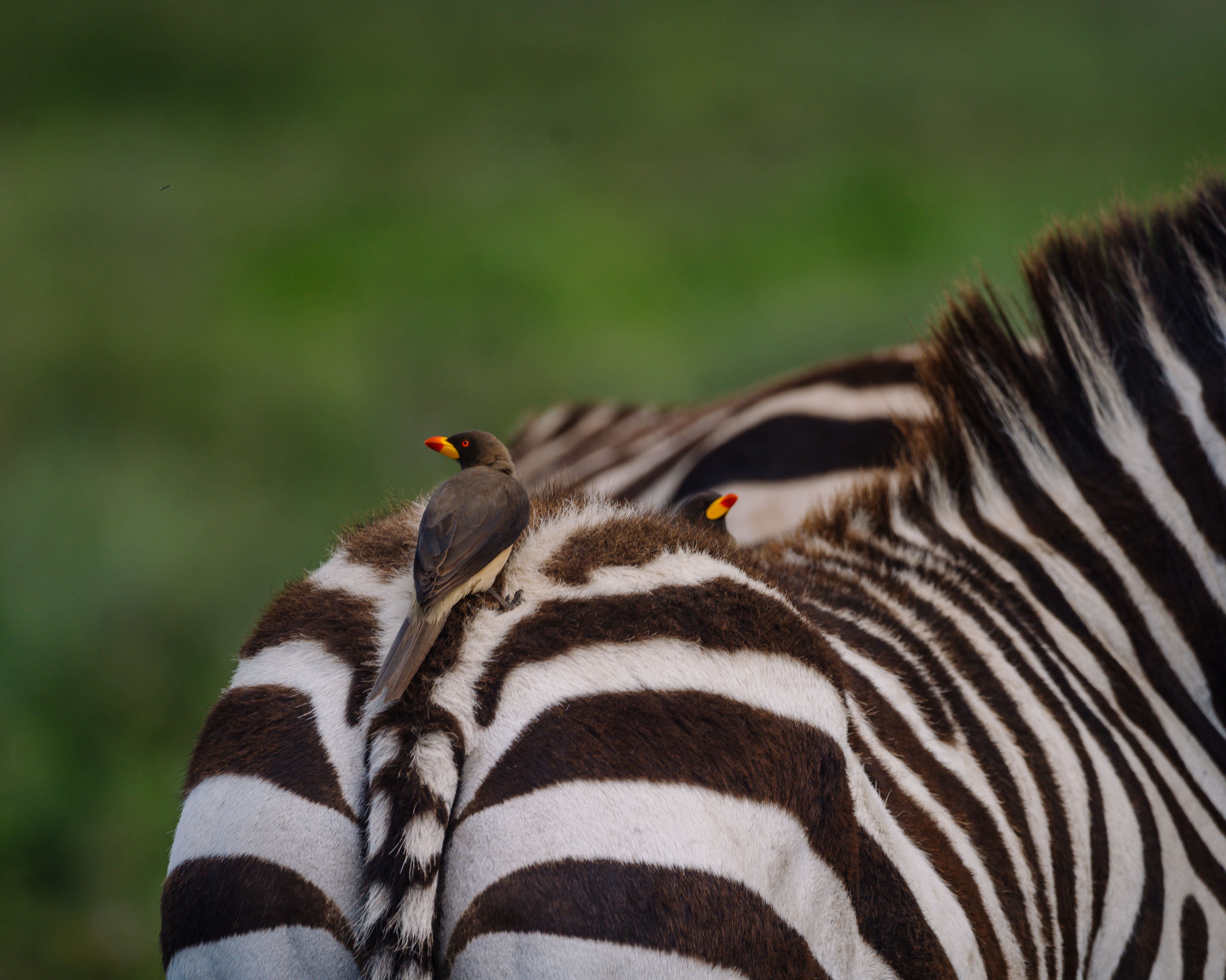 Matodi Birds Matea Safaris